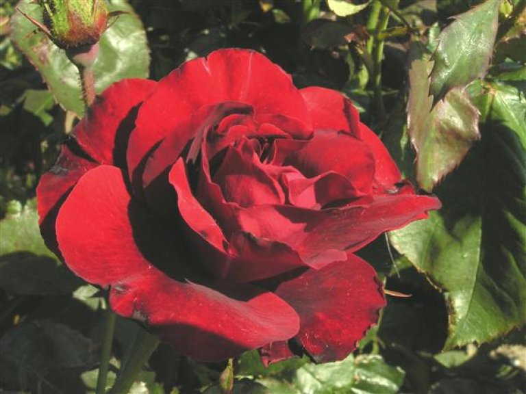 Rose 9  H. C. Andersen x.jpg