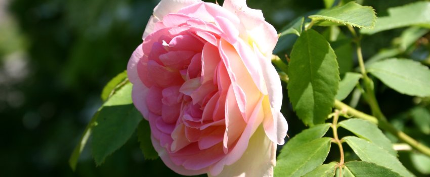 Rose 6 Knatten - rose_edited