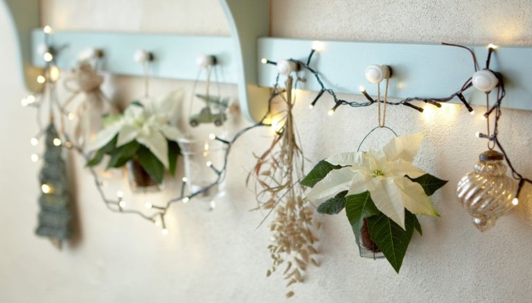 Julestjerne 5 BPEx.jpg