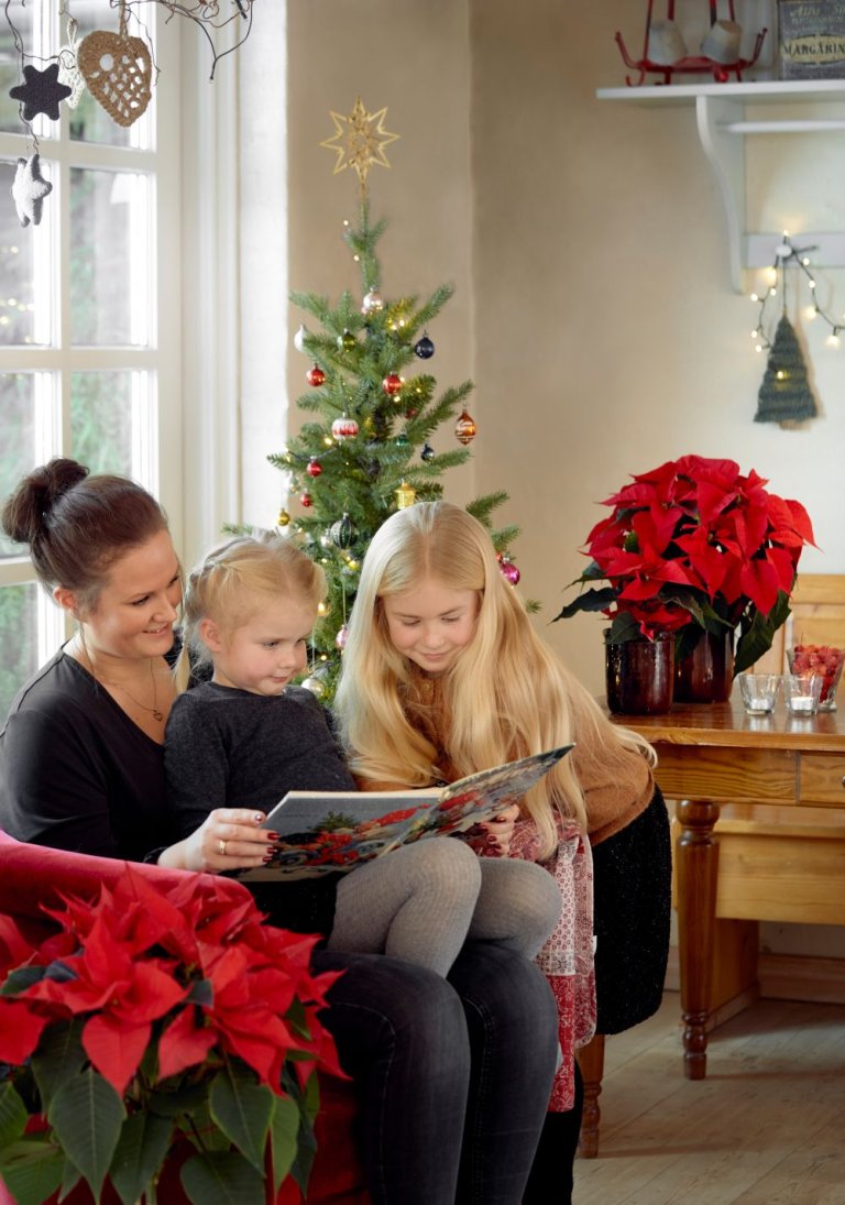 Julestjerne 9 BPEx.jpg