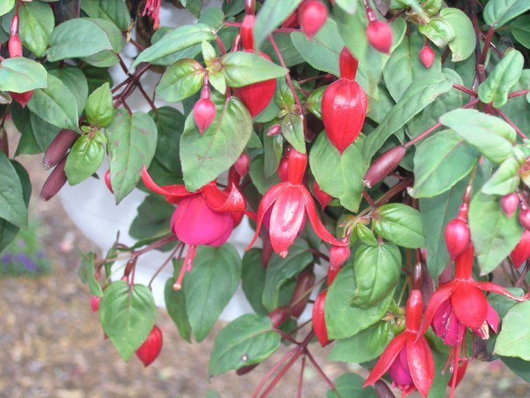 Fuchsia 4.jpg