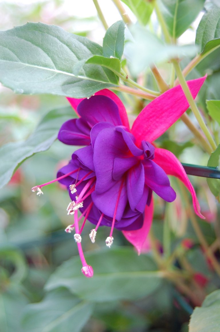 Fuchsia 1.jpg