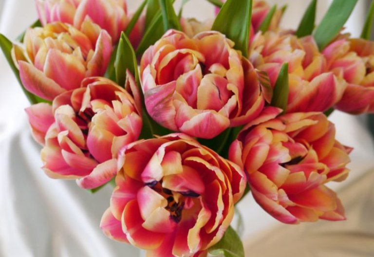 Tulipaner 1.jpg